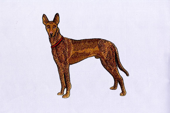 Brown Greyhound