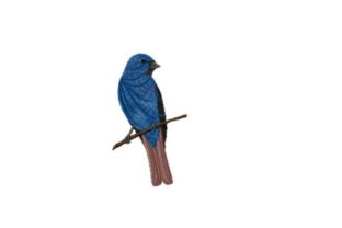 Indigo Bunting Embroidery Design